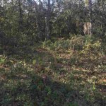 Vacant Land,For Sale,Bronson,FL,32621,Miller,Real Estate