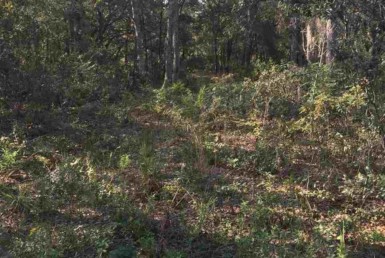Vacant Land,For Sale,Bronson,FL,32621,Miller,Real Estate