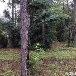 Vacant Land,For Sale,Bronson,FL,32621,Miller,Real Estate