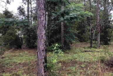 Vacant Land,For Sale,Bronson,FL,32621,Miller,Real Estate